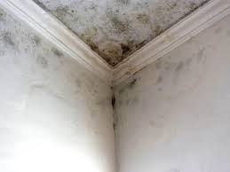 Why You Should Choose Our Mold Remediation Services in Lake Summerset, IL